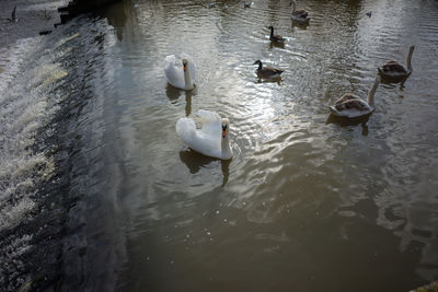 Swan swimming in lake