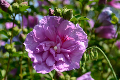 Close-up of pink flowering plant