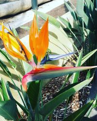 flower