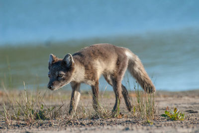 Close-up of fox walking against sky