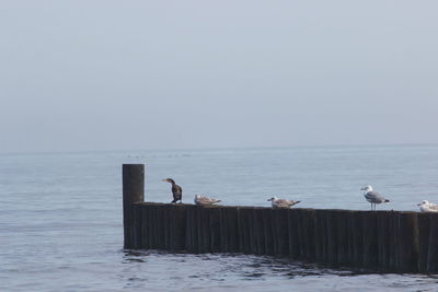 Seagull on wooden post by sea against clear sky