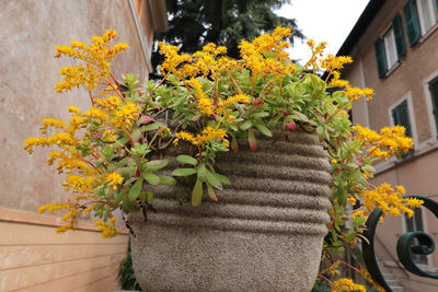 Close-up of yellow flowering plant in pot