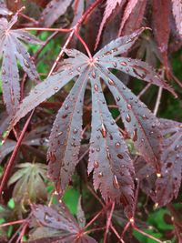 Close-up of wet red leaves on branch