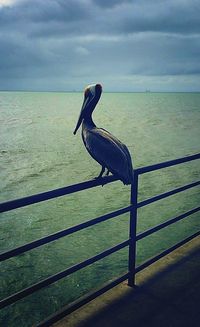 Bird on beach against sky