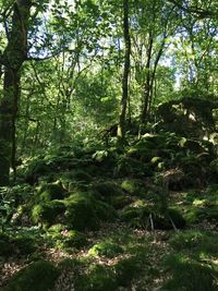 Low angle view of trees in forest