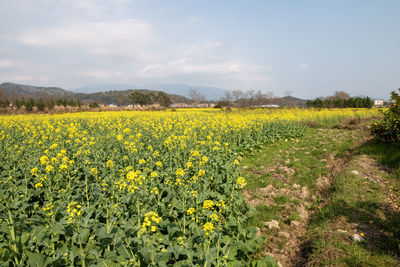 plant