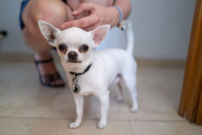 Low section of person with dog at home