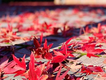 Close-up of red maple leaves