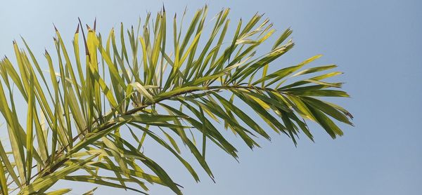 Low angle view of plant against clear sky