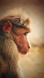 Close-up of a monkey looking away