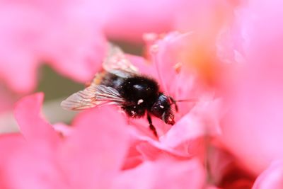 Close-up of bee pollinating on pink flower