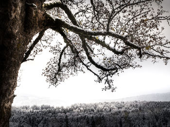Tree on field against sky