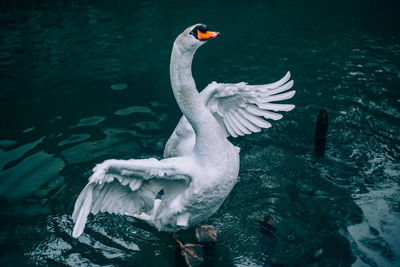 Duck swimming in lake