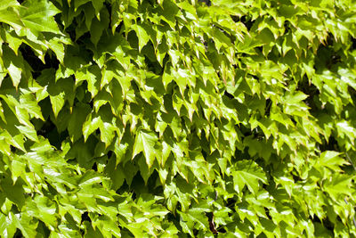 Full frame shot of leaves