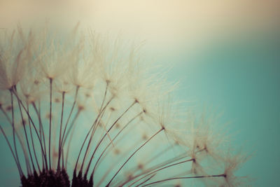 Close-up of dandelion against sky