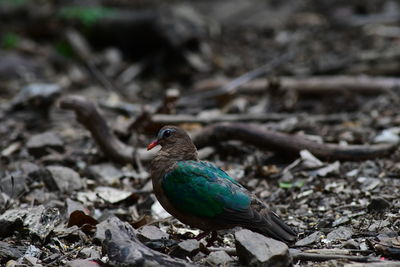 Close-up of bird perching on field