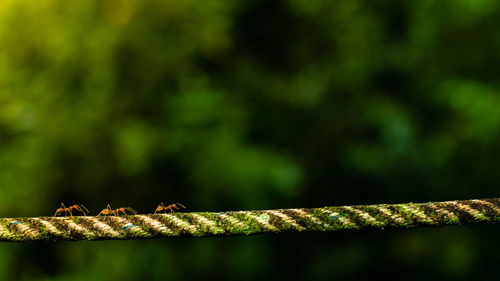 Close-up of lizard on tree