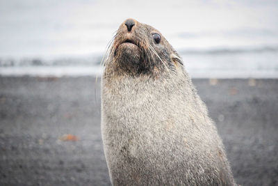 Close-up of an animal representation