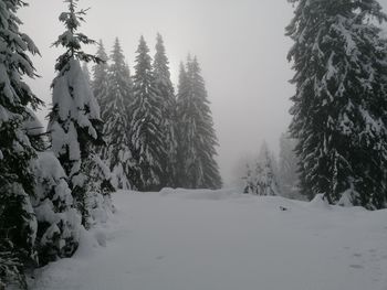 Pine trees on snow covered land against sky