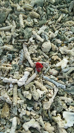 High angle view of ropes on rock