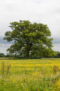 Scenic view of field against sky