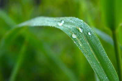 Close-up of water drops on leaf