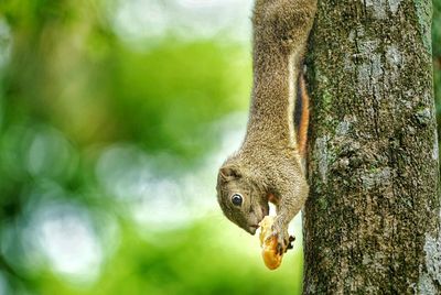 Close-up of lizard on tree trunk