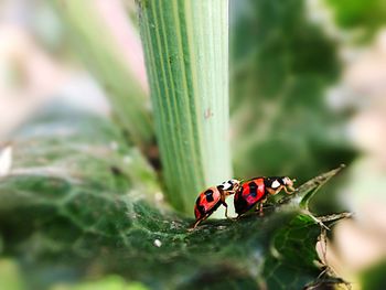 Close-up of ladybug on leaf
