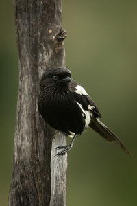 Magpie shrike clinging to vertical dead branch