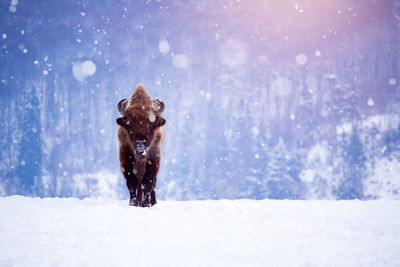 Dog on snow covered land