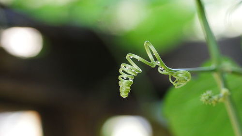 Close-up of green plant