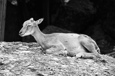 View of lizard on rock