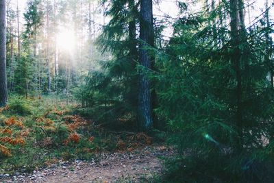 Trees in forest