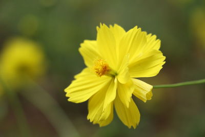 Close-up of yellow flower growing outdoors