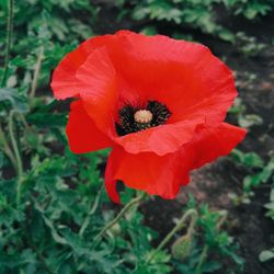 Close-up of red poppy blooming outdoors