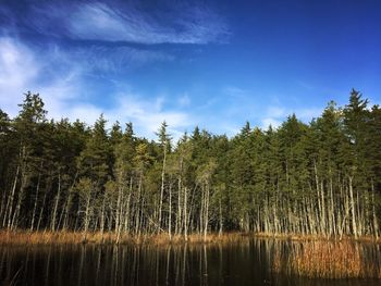 Trees in forest against sky