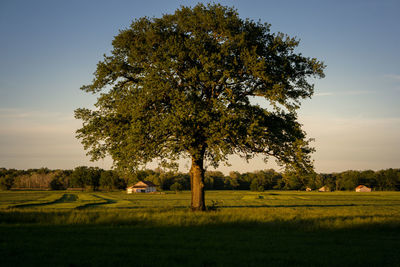 Tree on field against sky