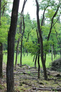 Trees in forest