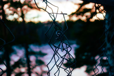 Close-up of silhouette hanging on tree
