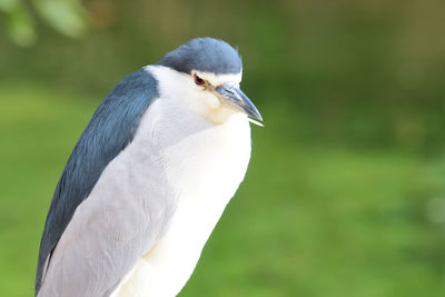 Portrait of a black crowned night heron 