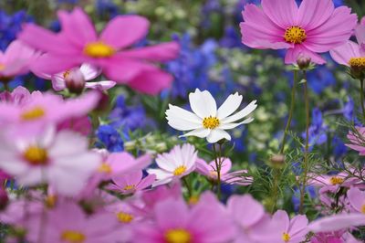 Close-up of purple flowering plants on field