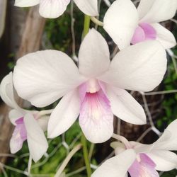 Close-up of purple flowers blooming outdoors