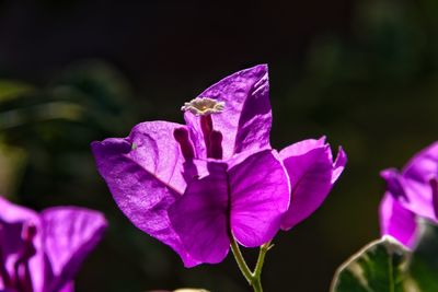 Close-up of pink iris flower