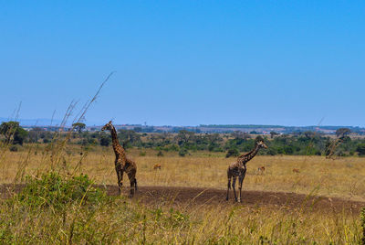 View of horse on field