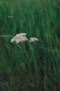 Close-up of wilted flower on field