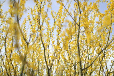 Low angle view of yellow flowering plants