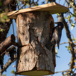 Low angle view of bird perching on tree