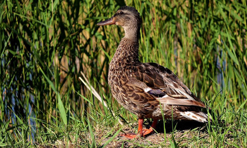 Side view of a duck on field