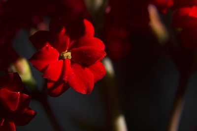 Close-up of red rose flower