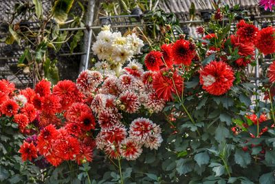 Red flowers blooming outdoors